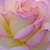 Galben - roz - Trandafir teahibrid - Béke - Peace
